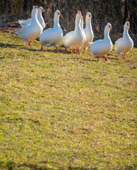 white geese on the farm