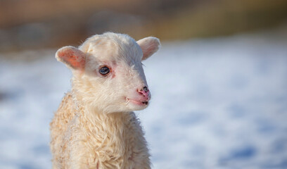 Fototapeta premium cute newborn lamb on a farm - close up - early spring