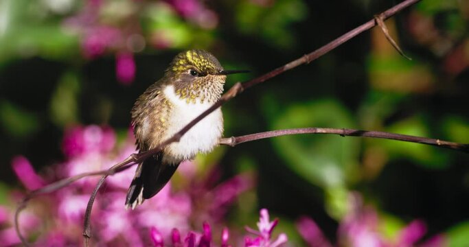 Volcano hummingbird 