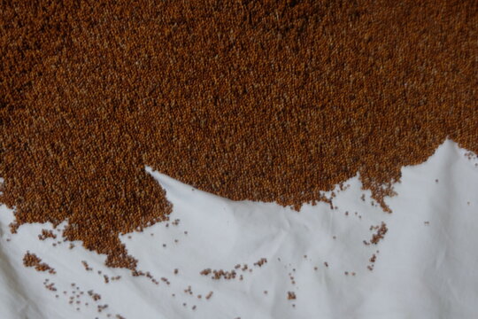 Ragi or finger millet on a white cloth