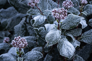 Seasonal winter foliage background. Frost and ice crystals formed on the flowers and leaves of a Viburnum plant. Copy space to the left. - obrazy, fototapety, plakaty