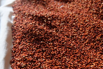 Ragi or finger millet on a white sheet.