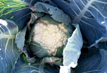 fresh cauliflower with white heads and green leaves macro close up
