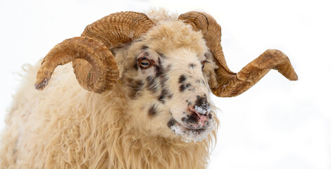 ram close up in winter time