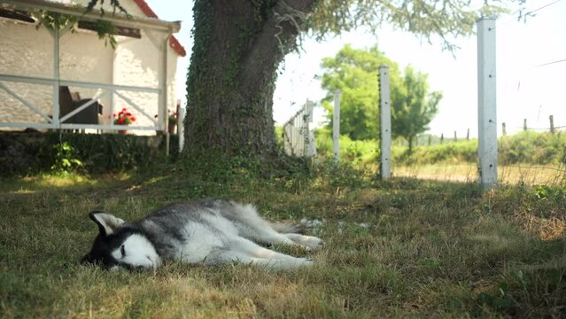 Large dog sleeping by cottage in the shade of a tree on a sunny day in French countryside. 