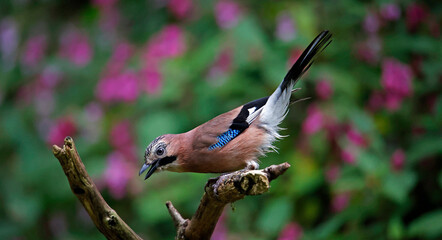 Eurasian jay at a woodland site