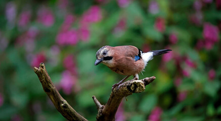 Eurasian jay at a woodland site