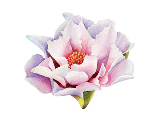 Watercolor illusrtation of a white peony flower