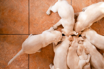 Cute golden Labrador puppies eat dog food. View from above.