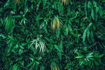 Foto op Canvas Close up group of background tropical green leaves texture and abstract background. Tropical leaf nature concept. © NewSaetiew