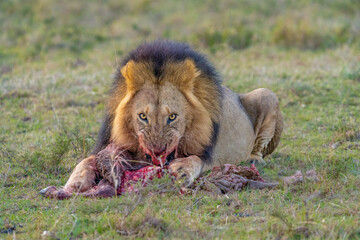 lion with kill	