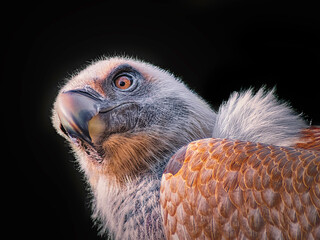 close up of a vulture