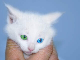 white Van cat