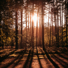 zachód słońca w lesie
