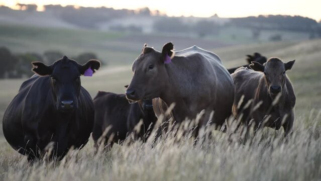  herd cows in a field dry field grazing in australia at sunset