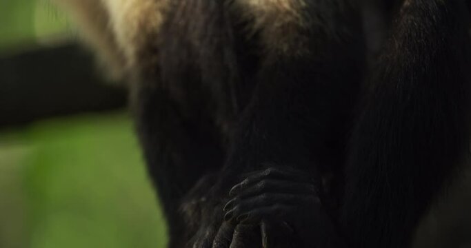 Capuchin monkey