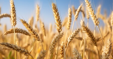 Fototapeta premium A Close Glimpse into the Gentle Sway of Wheat in a Bountiful Field. Generative AI