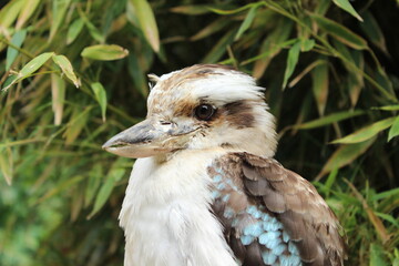 Oiseaux à Cerza