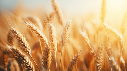 Wheat field. Ears of golden wheat close-up. Rich harvest Concept