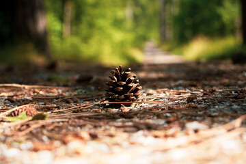 pine cone on a path in the fortest