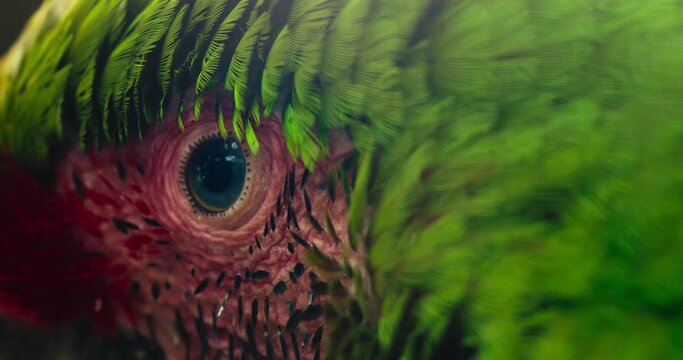 Great green macaw