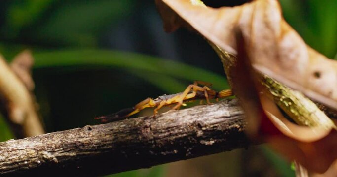 Scorpion