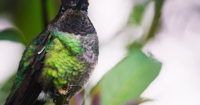 Rivoli's hummingbird