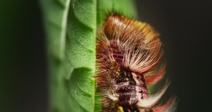 Blue morpho caterpillar