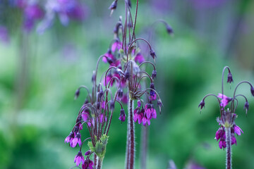 Blooming purple Primula Matthioli