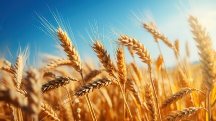 Fototapeta premium Wheat field. Ears of golden wheat close up. Rich harvest Concept