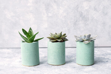 Beautiful succulent plants in stylish flowerpots on table against light background. Home decor