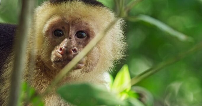 Capuchin monkey
