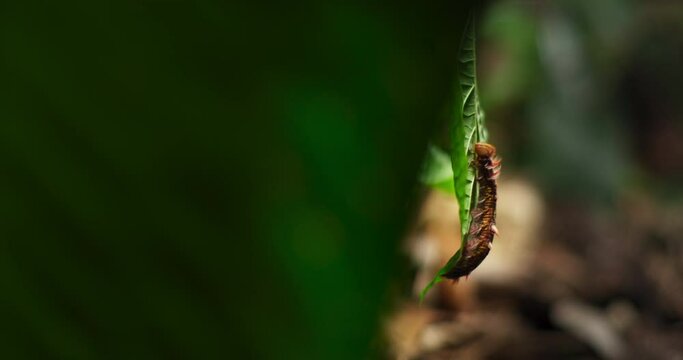 Blue morpho caterpillar
