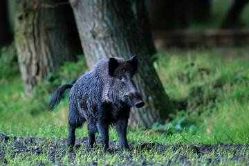 A wild boar, swine or pig, Sus scrofa, foraging in a forest during dusk.