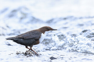 Northern white-throated dipper, cinclus cinclus cinclus, foraging in water