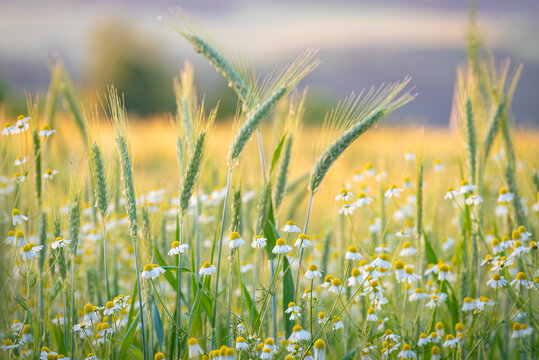 Bl&uuml;ten echter Kamille vor Getreide&auml;hren auf einem Kornfeld im Sommer