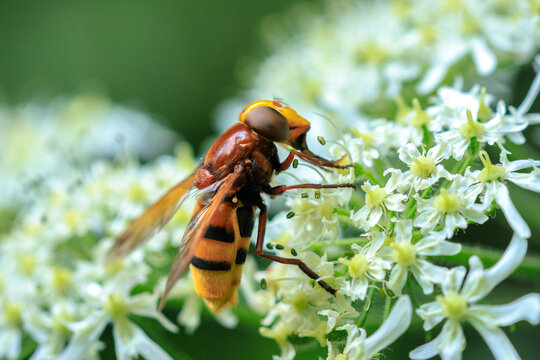 Volucella zonaria, hornet mimic hoverfly, feeding on white flowers