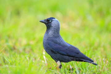 Obraz premium Closeup portrait of a Western Jackdaw bird Coloeus Monedula foraging in grass