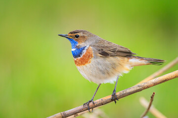 Closeup of a blue-throat bird Luscinia svecica cyanecula singing