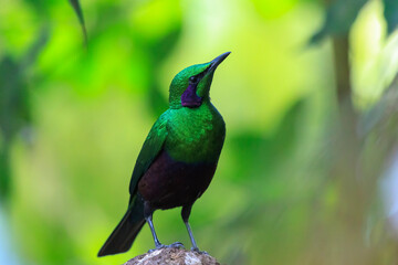 Emerald starling, Lamprotornis iris, iris glossy starling