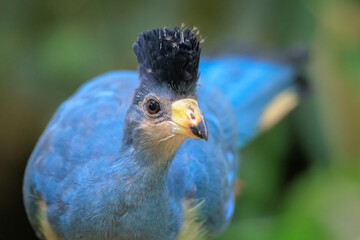 Closeup of a Great blue turaco, Corythaeola cristata, bird