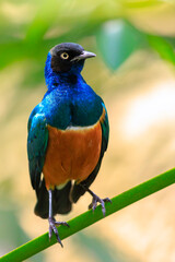 Superb starling Lamprotornis superbus perched