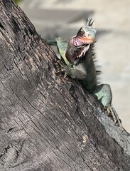 Iguana on Palm Trunk