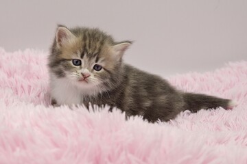 Blue Siberian kitten 4 weeks old