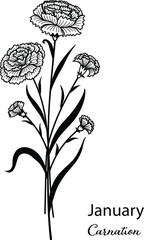 Birth month flower of January is carnation flower for printing, engraving, coloring, laser cutting and so on. Vecter illustration.