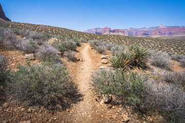hiking the tonto trail in the grand canyon national park, arizona, usa