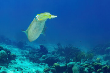 caribbean reef squid