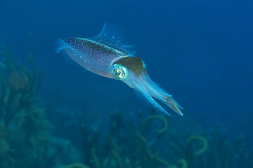 caribbean reef squid