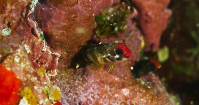 Blenny