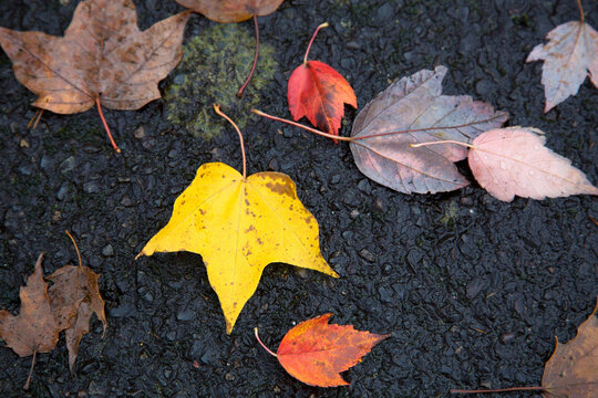 4K Ultra HD Image of Autumn Leaves on Dark Background - Seasonal Elegance